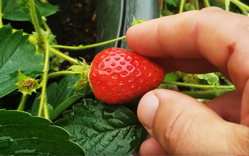 Pour cultiver des fraises toute l'année !