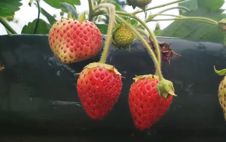 La solution économique pour des récoltes de fraises abondantes.