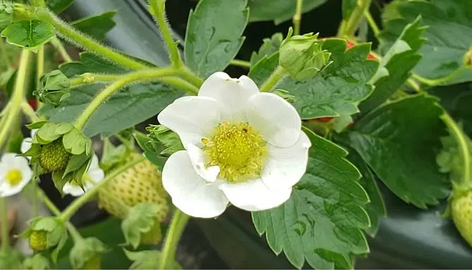 Fraisier en fleur.