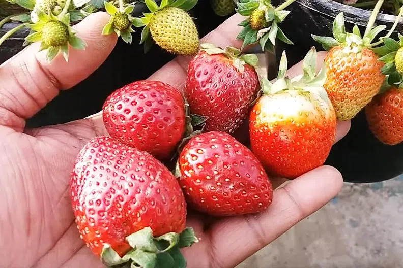 Le sac est idéal pour réussir la culture de fraises.