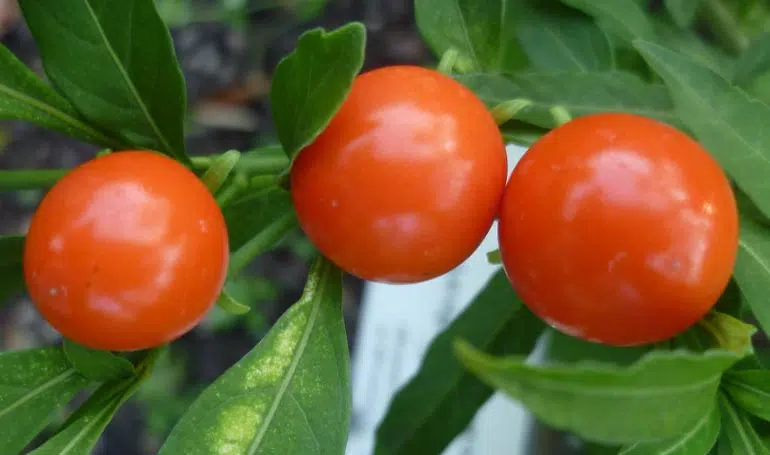 Fruit du pommier d'amour