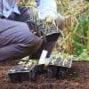 comment gagner de la place au potager
