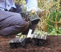 comment gagner de la place au potager