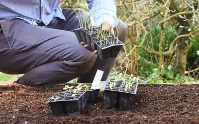 comment gagner de la place au potager