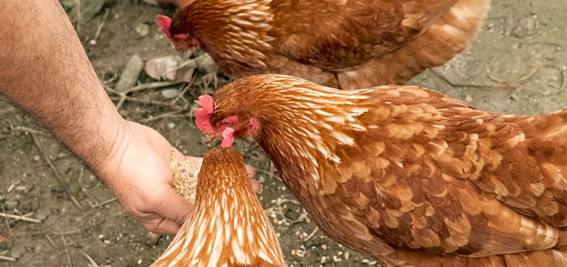 Alimentation poule