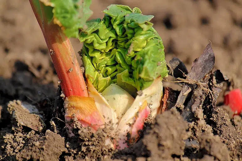 Jeune plant de rhubarbe en pleine terre.