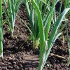 légumes de saison à semer en mars