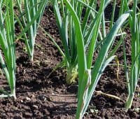 légumes de saison à semer en mars