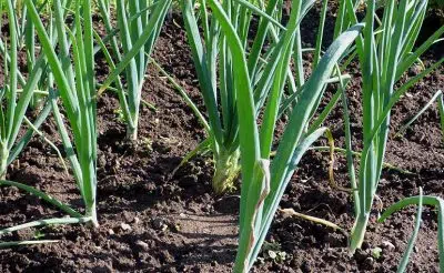 légumes de saison à semer en mars