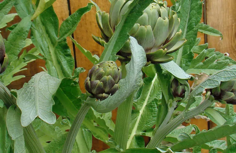 Les artichauts peuvent être plantés dans un un sol frais, profond, bien drainé et meuble et au soleil.