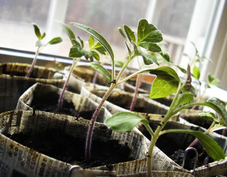 Les semis de tomates doivent être placés en intérieur.