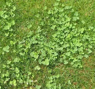 Désherber les mauvaises herbes