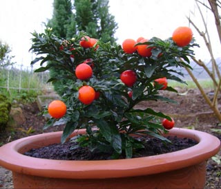 Pommier d'amour en pot