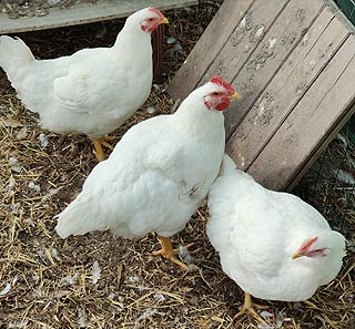 Les poules de notre élevage