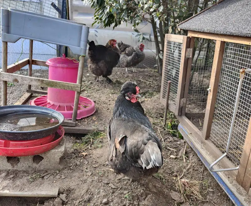 Poule dans l'enclos