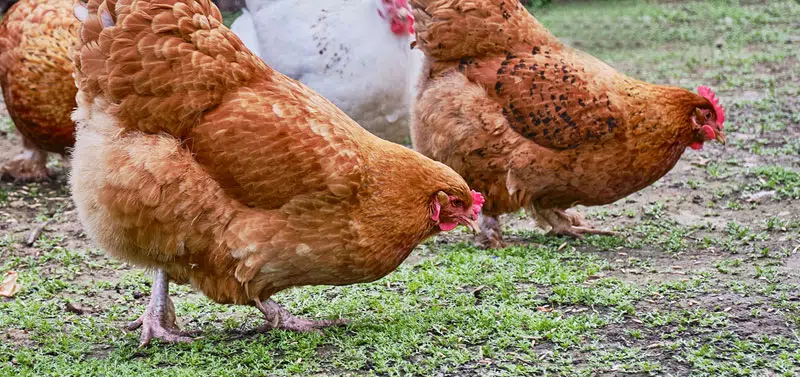 Poules qui picorent