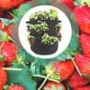 Sac fraises