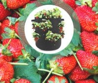 Sac fraises