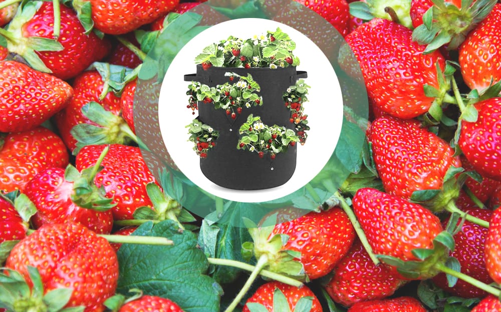 Culture de fraises hors-sol : La gouttière DIY [TUTO + Photos]