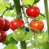 culture tomate sous serre