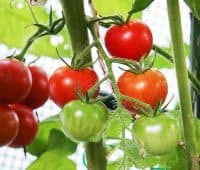 culture tomate sous serre