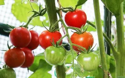 culture tomate sous serre