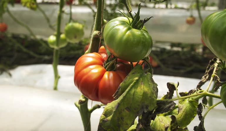 La tomate a besoin de soleil, de chaleur et de lumière.