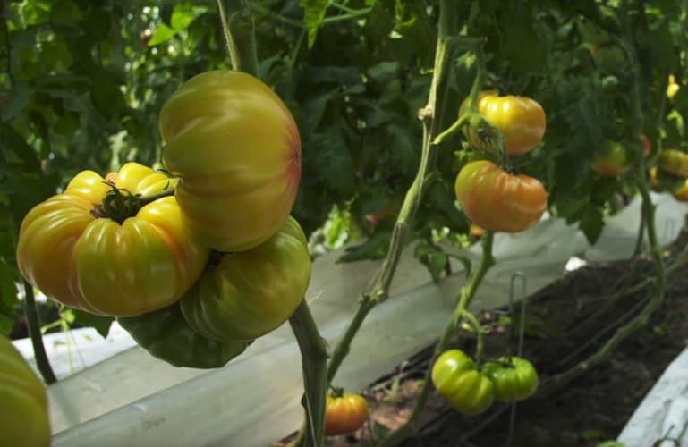 Sous serre, plantez vos tomates dès la mi-mars jusqu'en novembre.