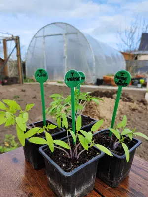 Semis de tomates de Mars.