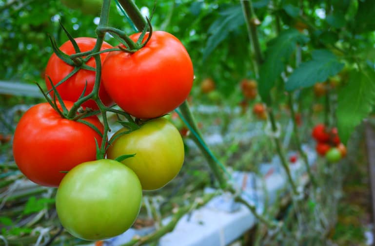 Pour la culture des tomates sous serre, la température doit être de minimum de 18 degrés.