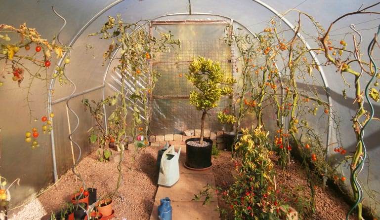 La culture des tomates sous serre offre une protection contre le vent.