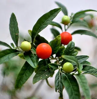 solanum pseudocapsicum