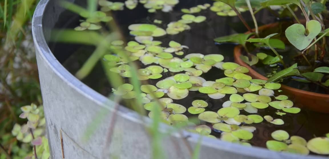 L'eau, l'élément clé d'un jardin japonais