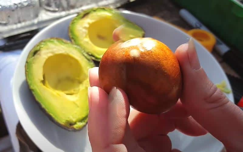 Elija un hermoso corazón de un aguacate orgánico y saludable