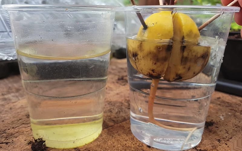 Cambiar el agua del vaso en el que se sumerge el hueso de aguacate