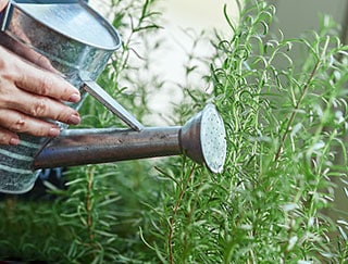 Arrosage des plantes aromatiques