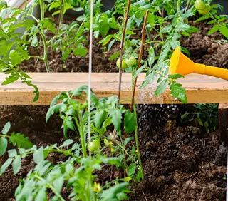 Arrosage des tomates avec le purin de banane