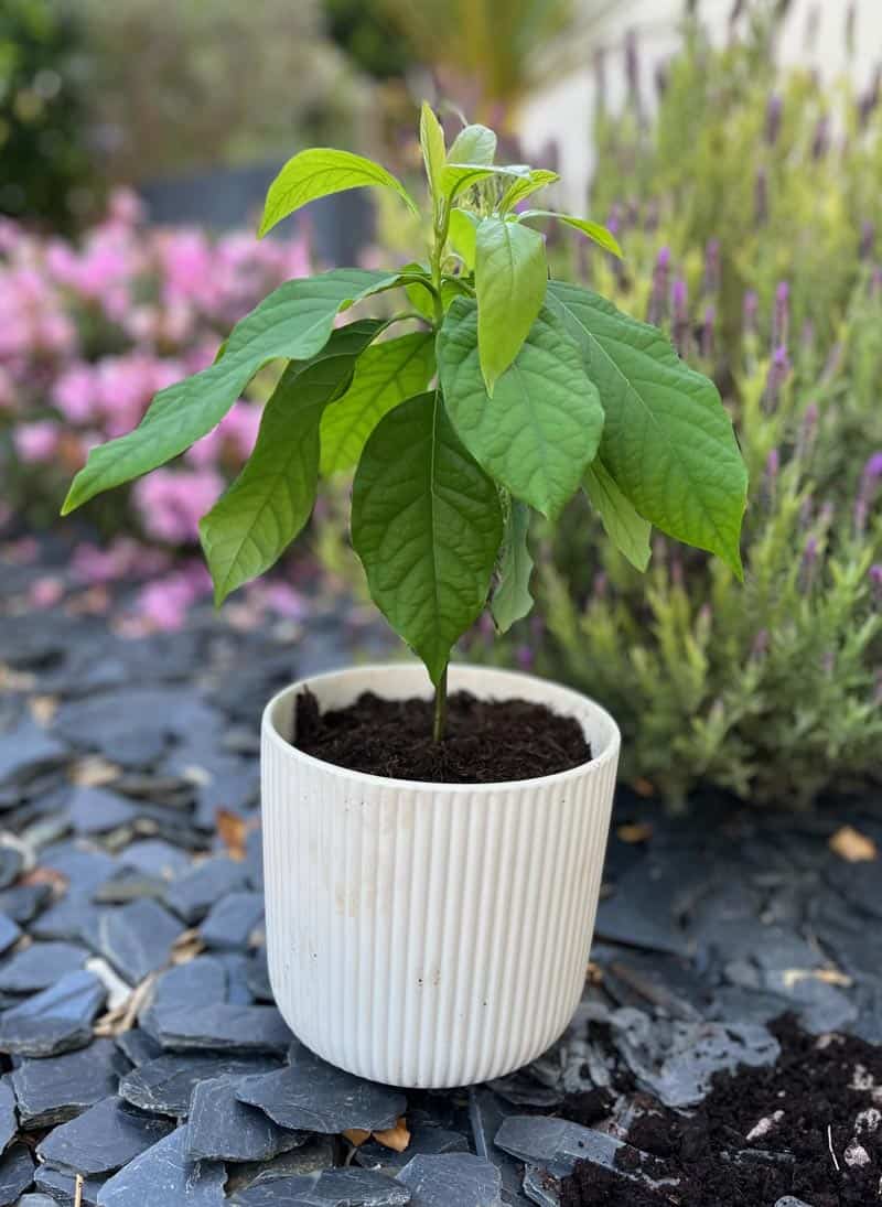 El aguacatero es una planta decorativa de fácil cuidado