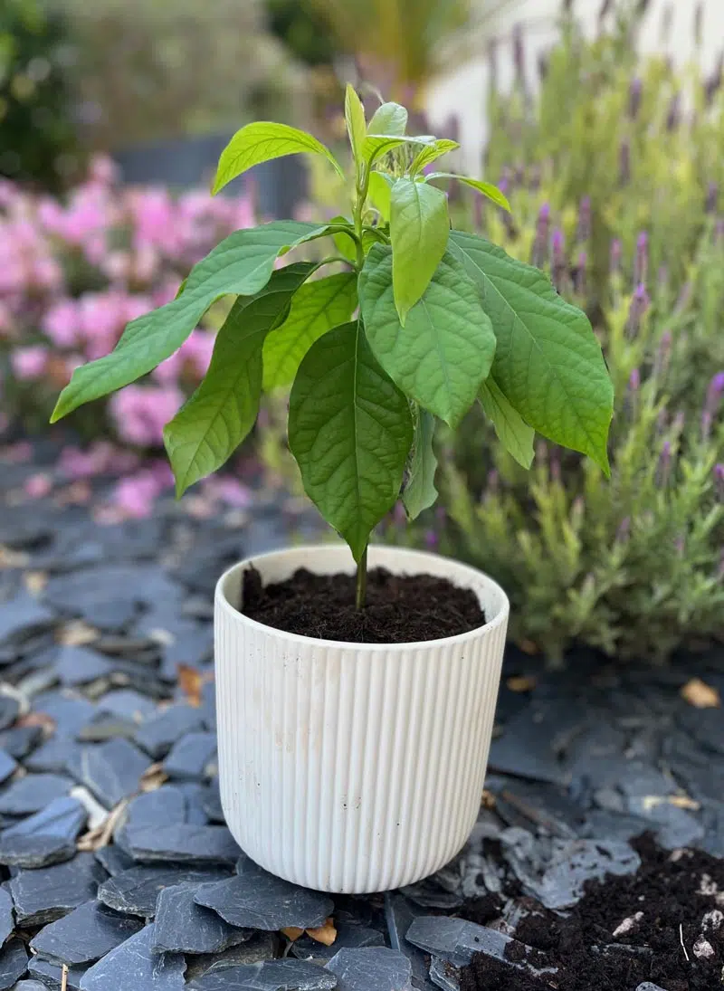 L'avocatier est une plante décorative facile à entretenir