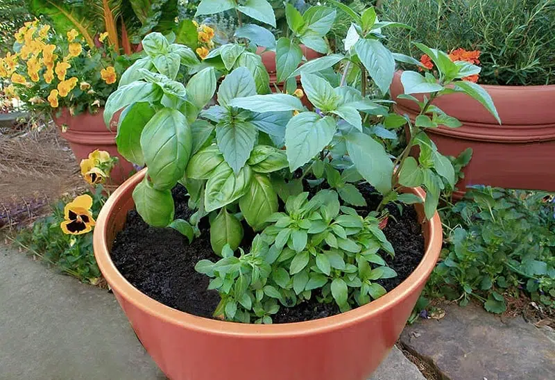 Cultiver le basilic en pot