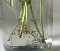 Bouturer du basilic