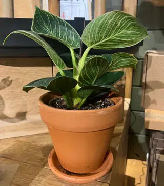 Calathea ornata