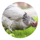 Conseils avant d'acheter des poules