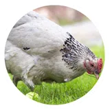 Conseils avant d'acheter des poules