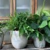 Cultiver des plantes en pot