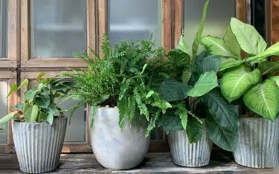 Cultiver des plantes en pot