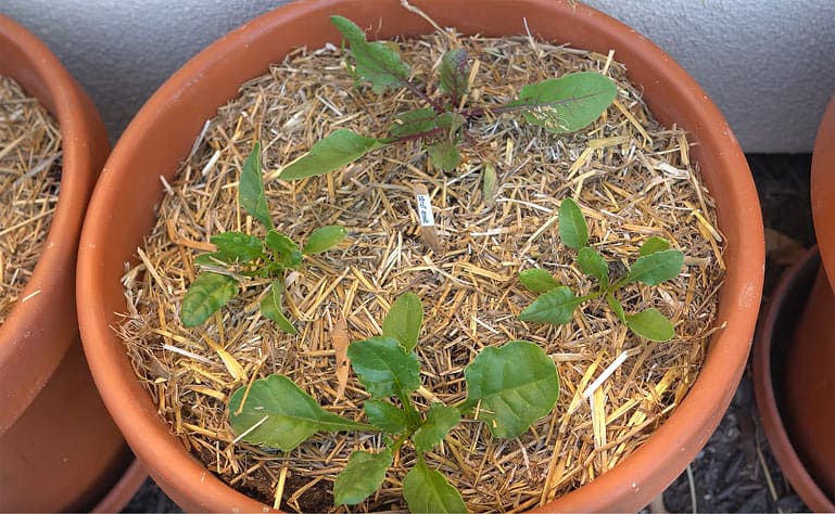 Retenez l'humidité dans le sol avec un paillage efficace !