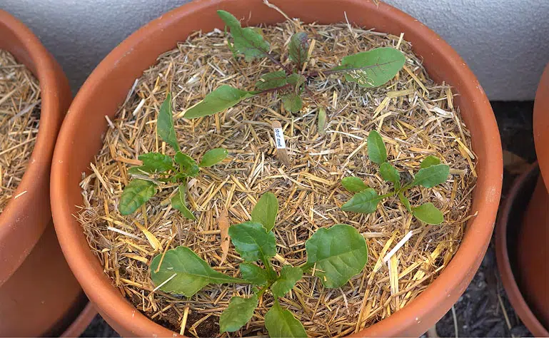 Retenez l'humidité dans le sol avec un paillage efficace !