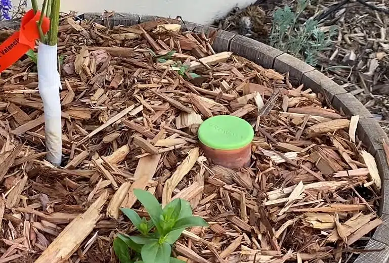 Paillage associé à un oya pour économiser l'eau.