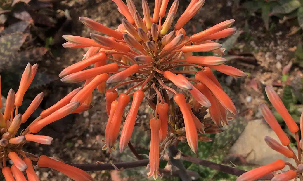 Floraison d'un cactus dans une rocaille dans un jardin méditerranéen